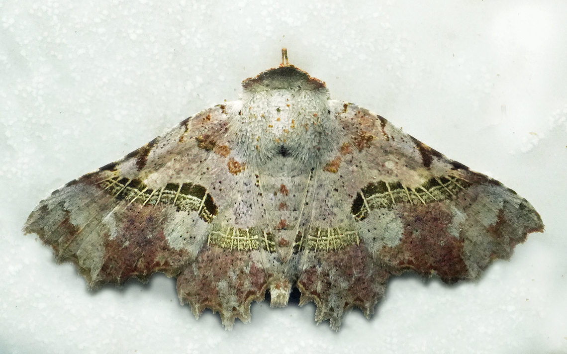 Gonuris leonnatus Valle del Cauca Gonuris leonnatus