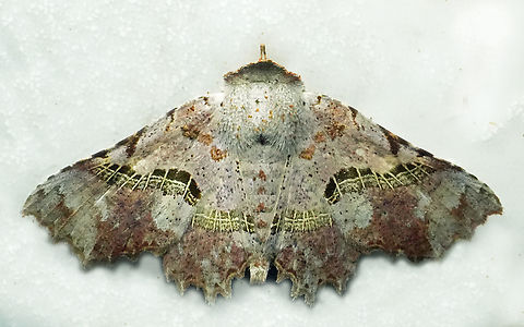 Gonuris leonnatus Valle del Cauca Gonuris leonnatus