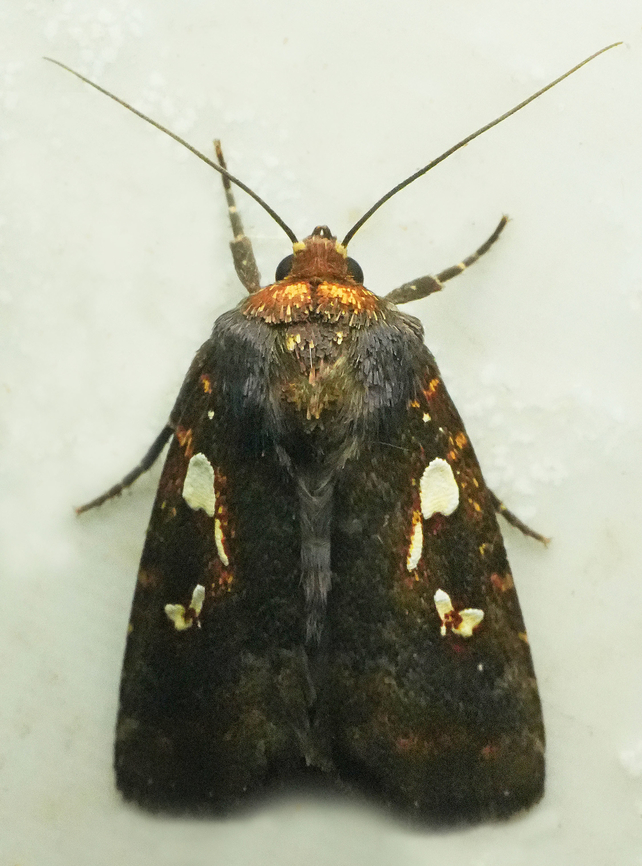 Calymniodes acamas Valle del Cauca Calymniodes acamas