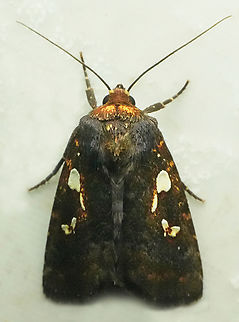 Calymniodes acamas Valle del Cauca Calymniodes acamas