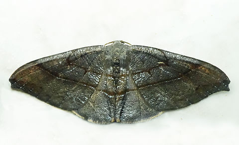 Saccoploca hendida Valle del Cauca Saccoploca hendida