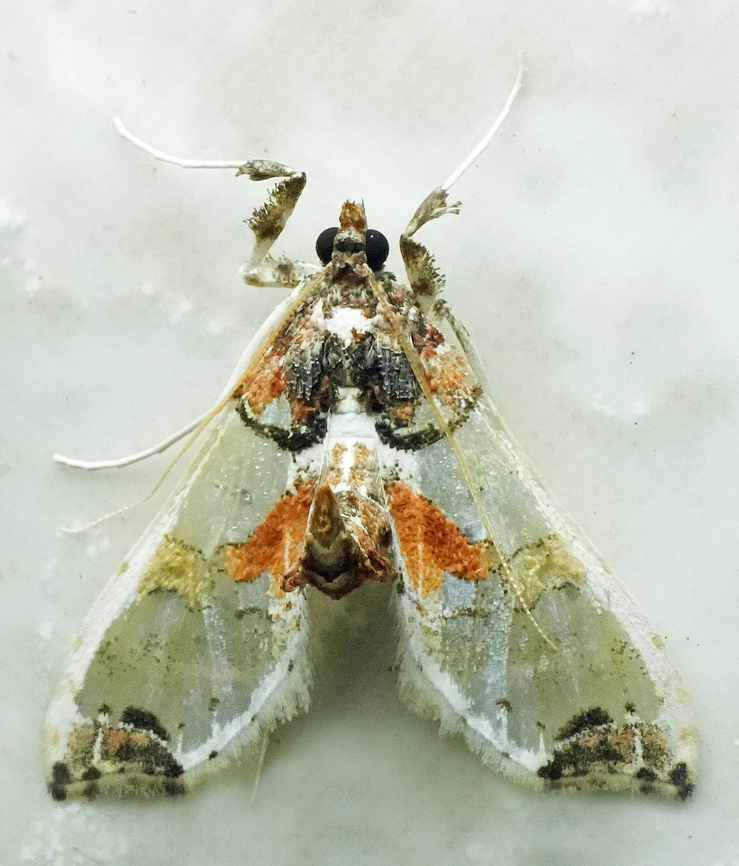 Neoleucinodes prophetica Valle del Cauca Neoleucinodes prophetica