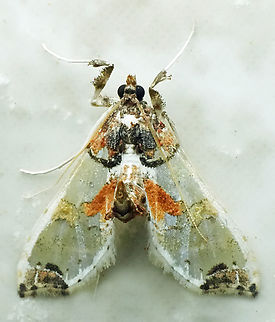 Neoleucinodes prophetica Valle del Cauca Neoleucinodes prophetica