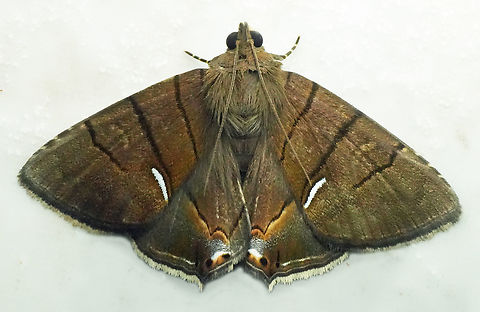 Dyomyx egista Valle del Cauca Dyomyx egista