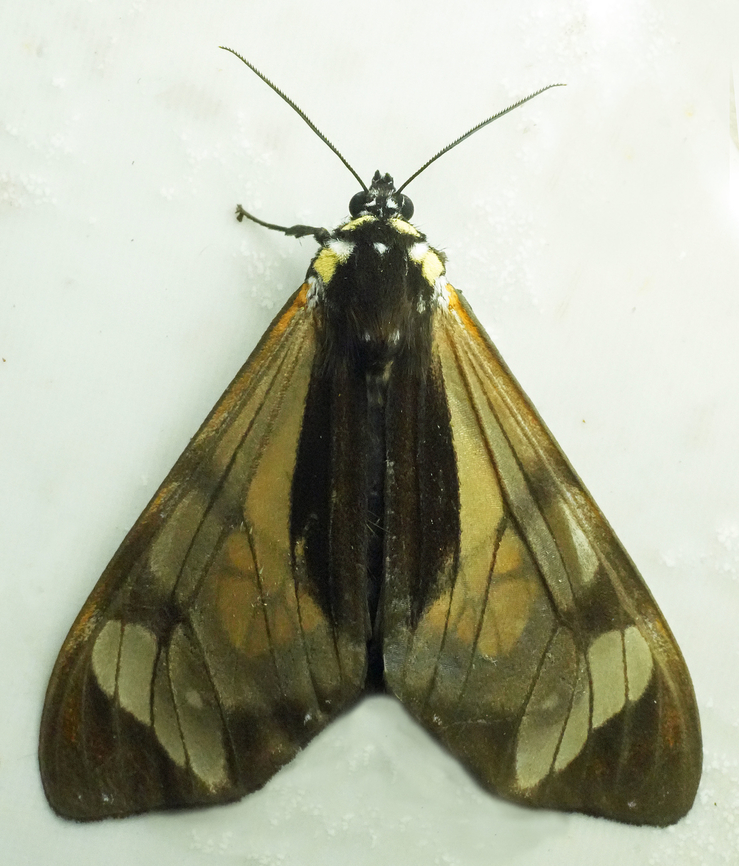 Dysschema talboti Valle del Cauca Dysschema thyridinum