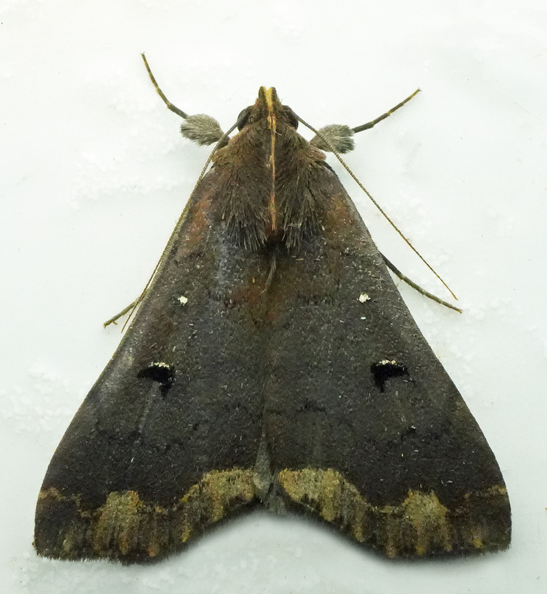 Rejectaria cocytalis Valle del Cauca Rejectaria cocytalis