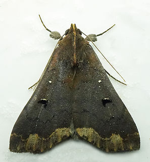 Rejectaria cocytalis Valle del Cauca Rejectaria cocytalis