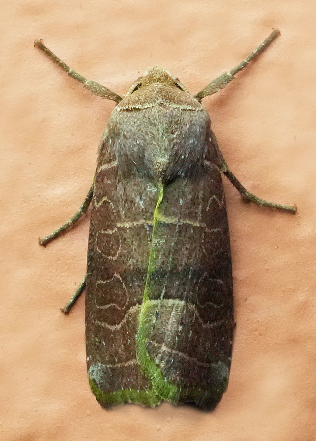 Orthodes crenulata Valle del Cauca Orthodes majuscula