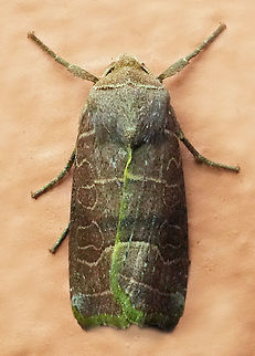 Orthodes crenulata Valle del Cauca Orthodes majuscula