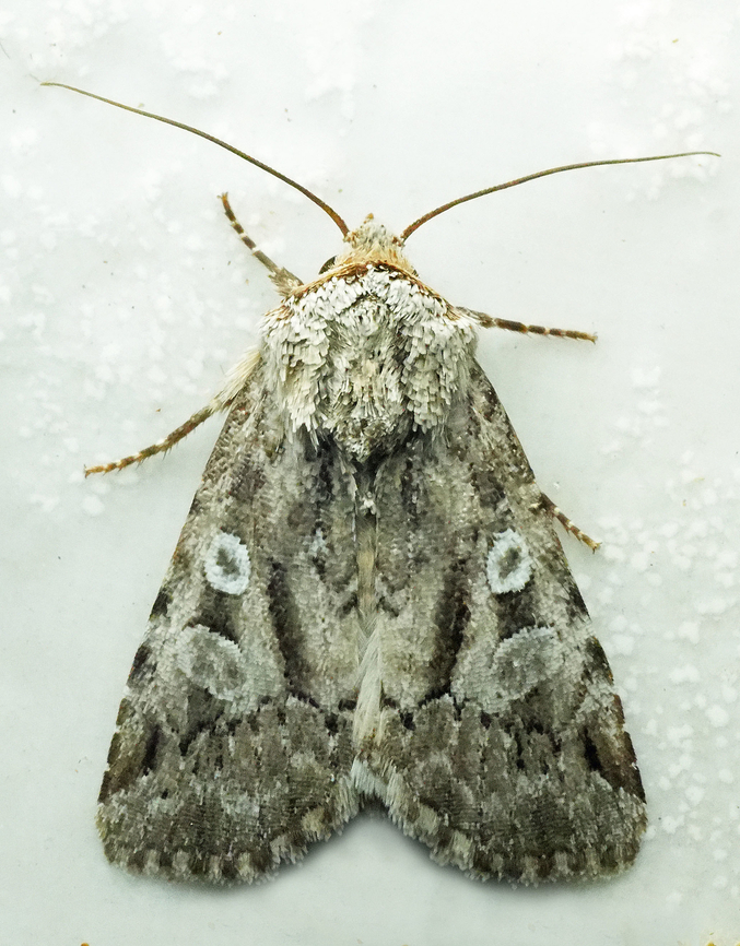 Elaphria jonea Valle del Cauca Elaphria jonea