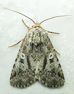 Elaphria jonea Valle del Cauca Elaphria jonea