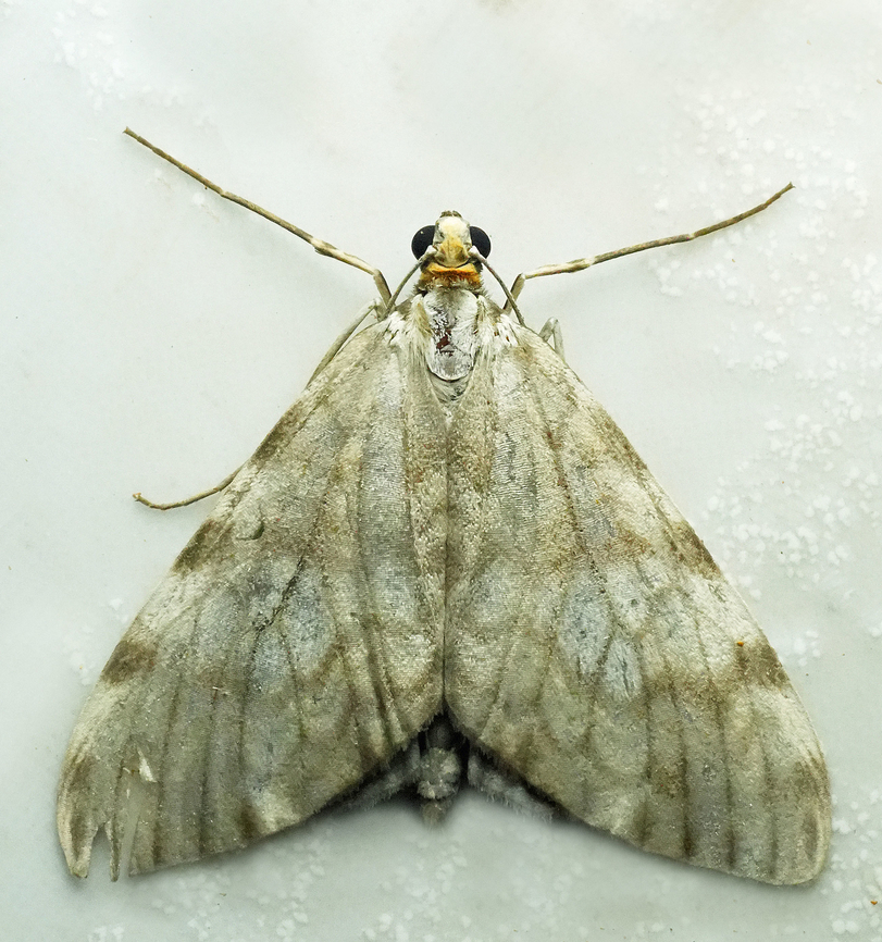 Graphidipus pilifera Valle del Cauca Graphidipus pilifera