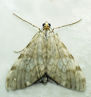 Graphidipus pilifera Valle del Cauca Graphidipus pilifera