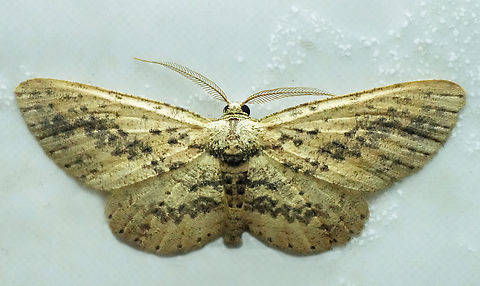 Physocleora punctilineata Valle del Cauca Physocleora punctilineata