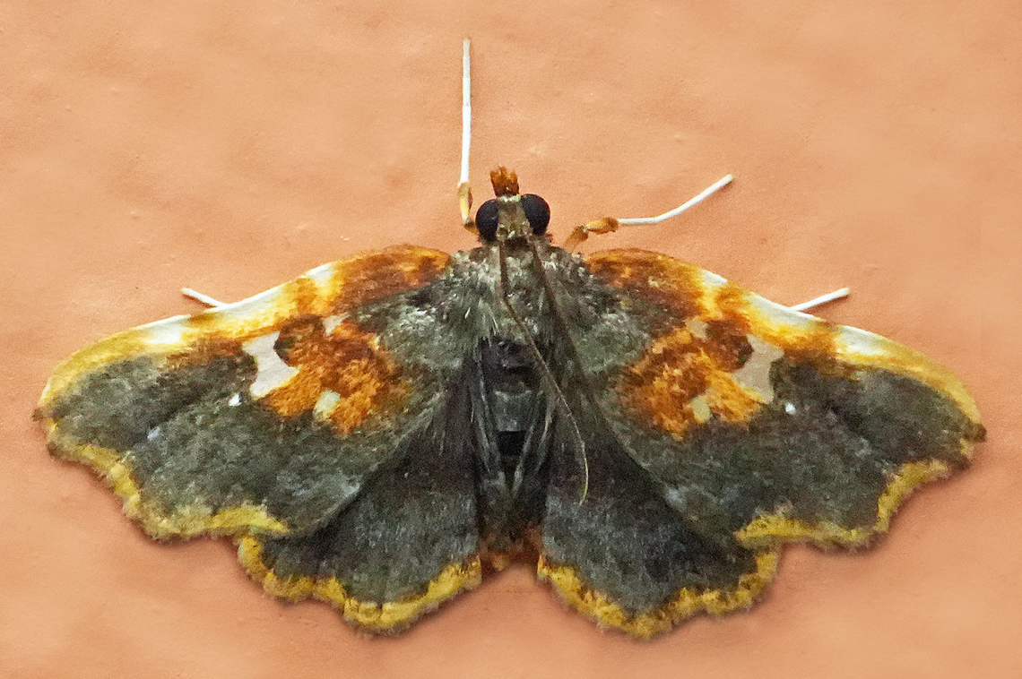 Dismidila hermosa Valle del Cauca Dismidila hermosa