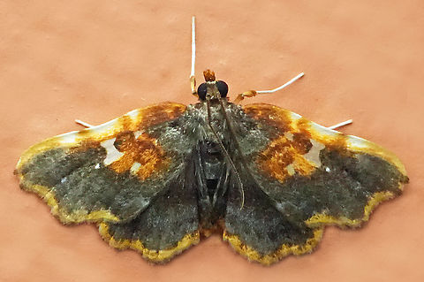 Dismidila hermosa Valle del Cauca Dismidila hermosa