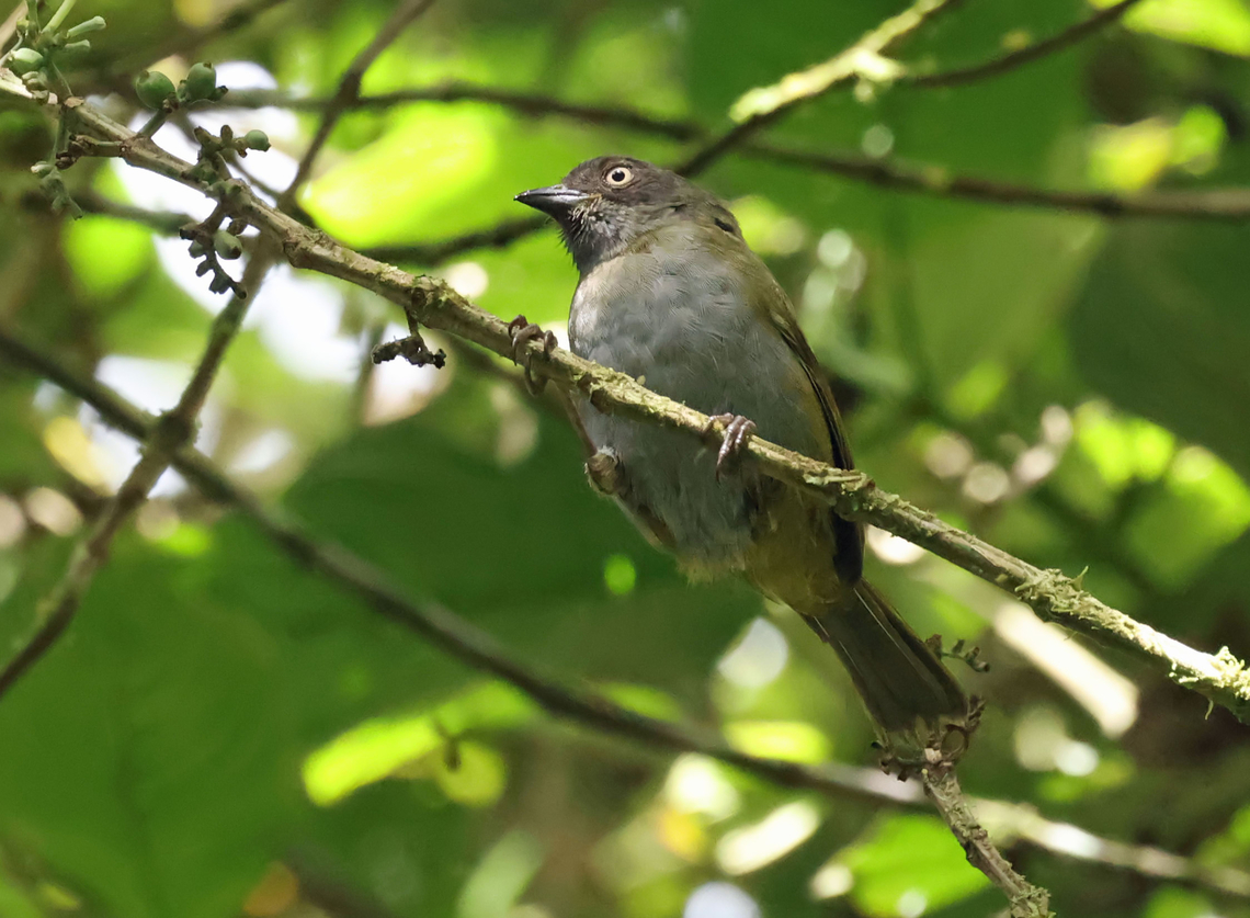 Dusky Chlorospingus Valle Del Cauca Chlorospingus semifuscus,Dusky chlorospingus