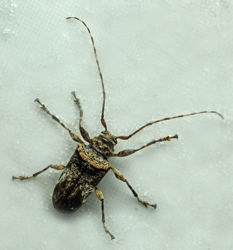 Oreodera advena Valle del Cauca Oreodera advena