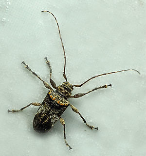 Oreodera advena Valle del Cauca Oreodera advena