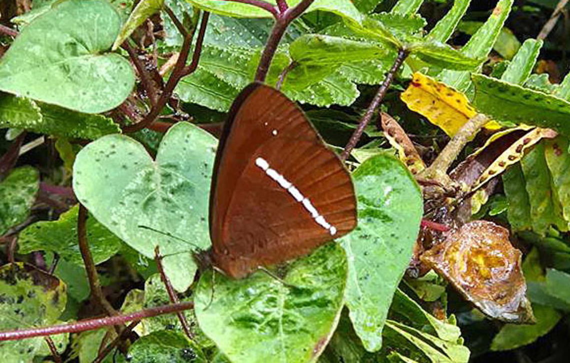 Lymanopoda albocincta Valle del Cauca Lymanopoda albocincta,White-banded Mountain Satyr