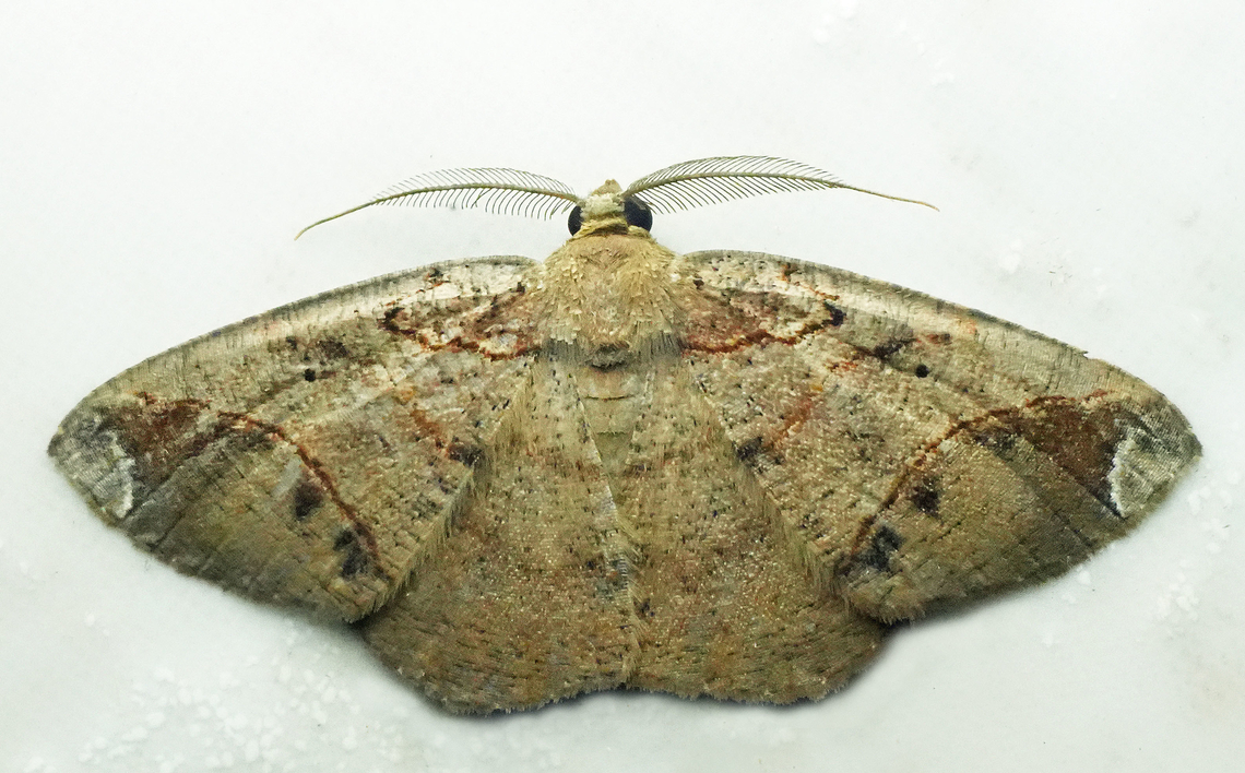 Thysanopyga fuscaria Valle del Cauca Thysanopyga fuscaria