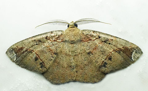 Thysanopyga fuscaria Valle del Cauca Thysanopyga fuscaria