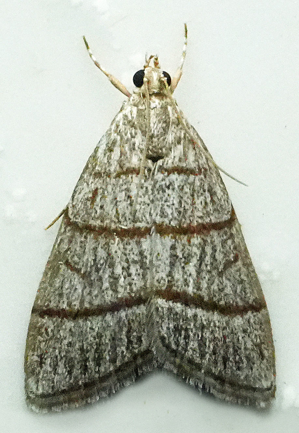 Psephis myrmidonalis Valle del Cauca Psephis myrmidonalis