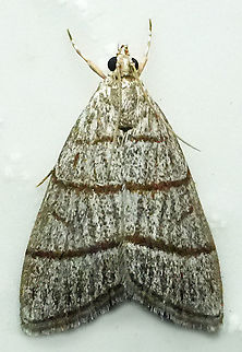 Psephis myrmidonalis Valle del Cauca Psephis myrmidonalis