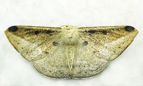 Herbita quinquemaculata Valle del Cauca Herbita quinquemaculata