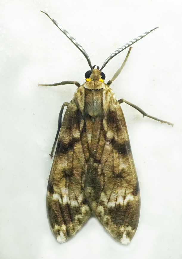 Eucereon strix Valle del Cauca Eucereon striata,Eucereon strix