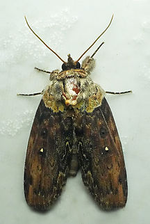 Iscadia producta Valle del Cauca Iscadia producta