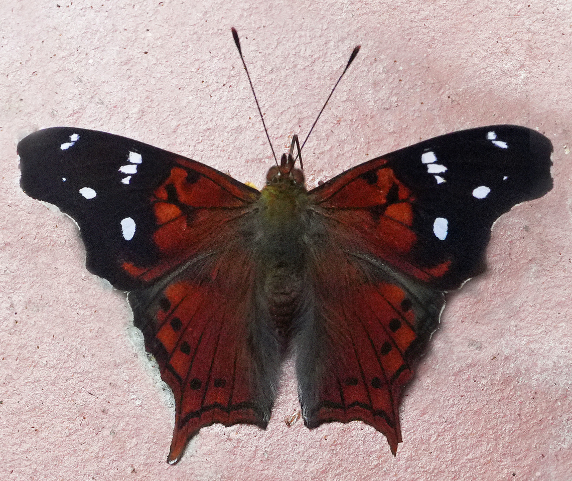 Hypanartia kefersteini Valle del Cauca Hypanartia kefersteini,Red Mapwing
