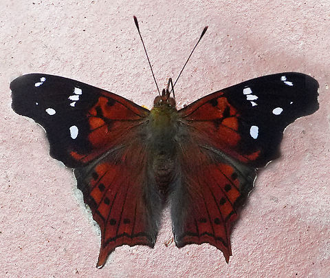 Hypanartia kefersteini Valle del Cauca Hypanartia kefersteini,Red Mapwing