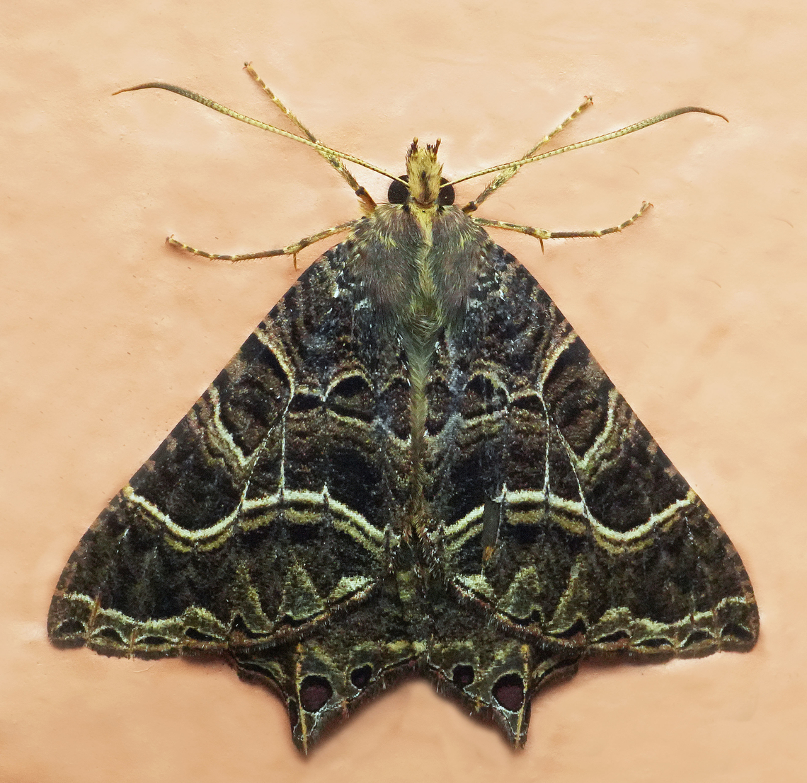 Anurapteryx insolita Valle del Cauca Anurapteryx insolita