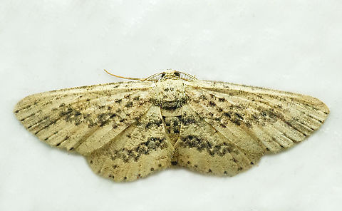 Stenalcidia punctilineata Valle del Cauca Stenalcidia punctilineata