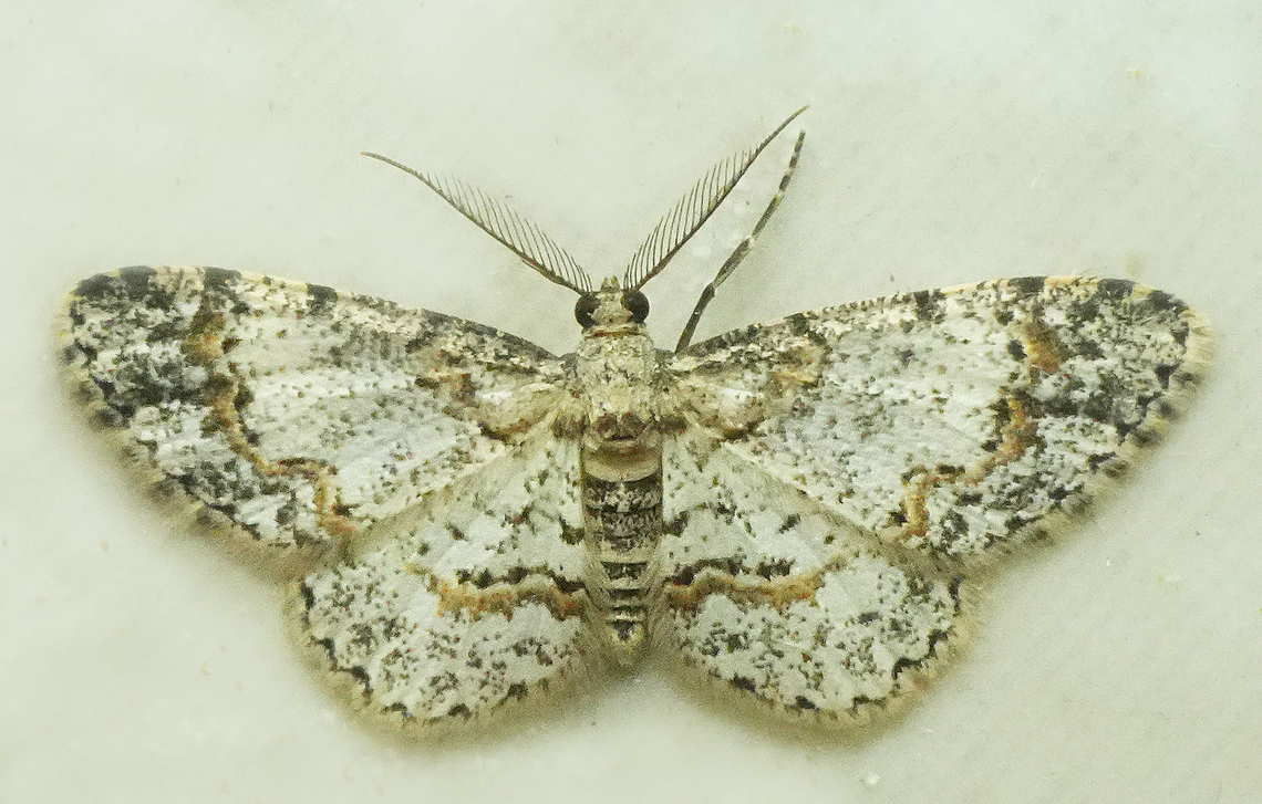 Physocleora pulverata Valle del Cauca Physocleora pulverata