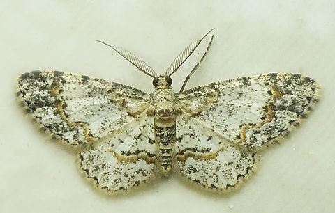 Physocleora pulverata Valle del Cauca Physocleora pulverata