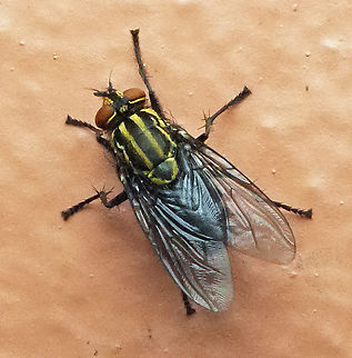 Orosarcophaga ornata Valle del Cauca