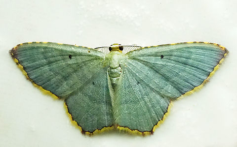 Eois goodmani Valle del Cauca Eois goodmani