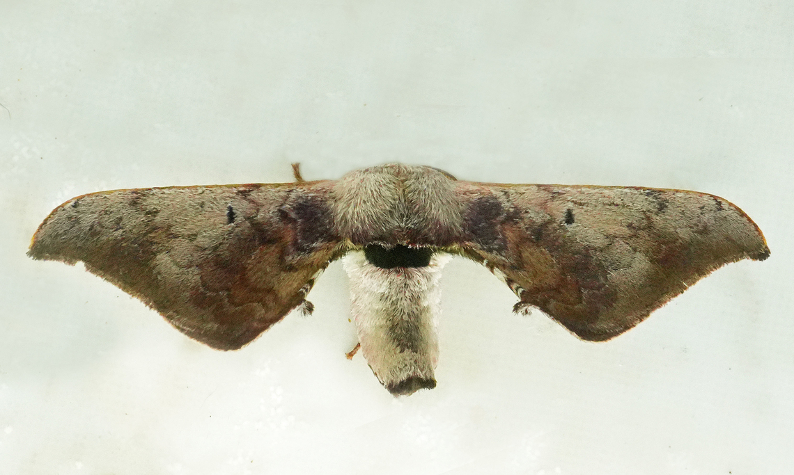 Anticla ortygia Valle del Cauca Anticla ortygia