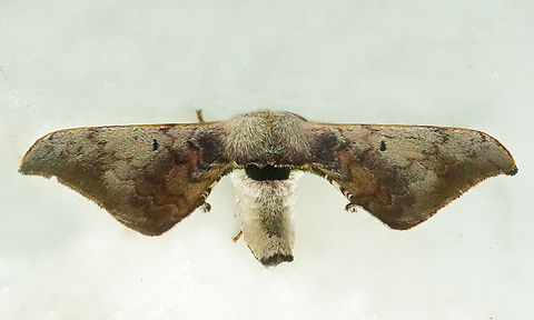 Anticla ortygia Valle del Cauca Anticla ortygia