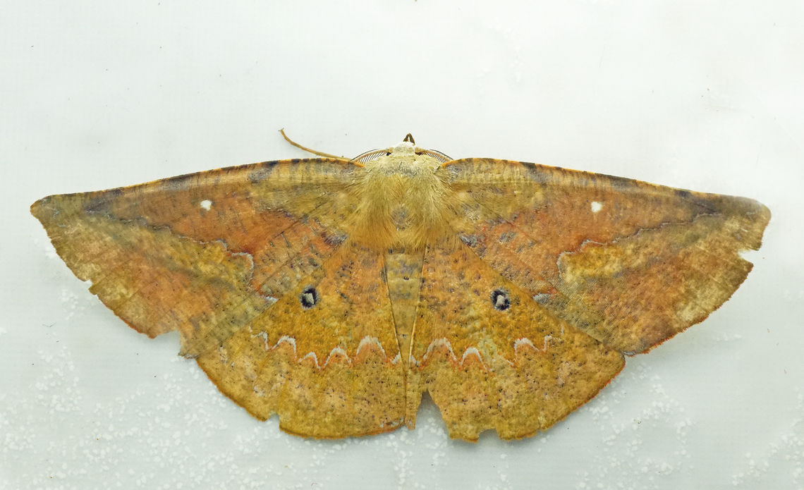 Acrotomia mucia Valle del Cauca Acrotomia mucia