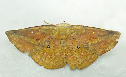 Acrotomia mucia Valle del Cauca Acrotomia mucia