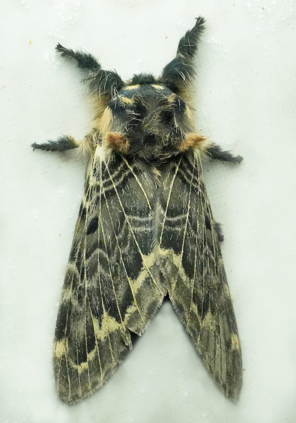 Tolype infernalis Valle del Cauca Tolype infernalis