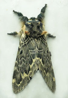 Tolype infernalis Valle del Cauca Tolype infernalis