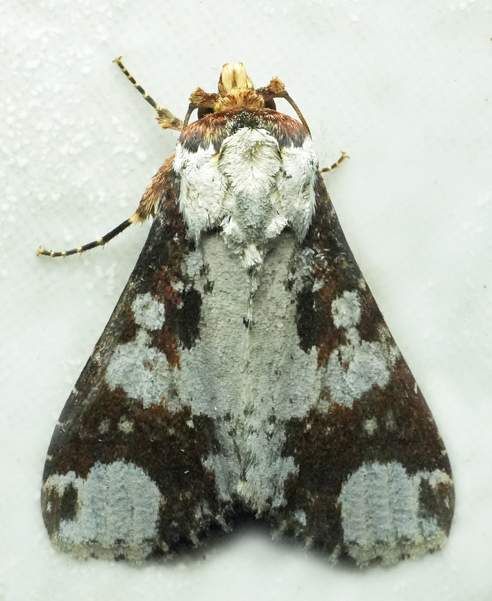 Condica mimica Valle del Cauca Condica mimica