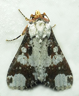 Condica mimica Valle del Cauca Condica mimica