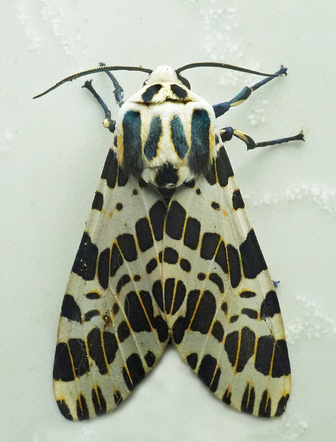 Hypercompe theophila Valle del Cauca Oxyptera laeta