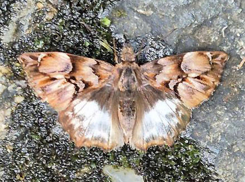 Noctuana lactifera bipuncta Valle del Cauca Cryptic Skipper,Noctuana lactifera