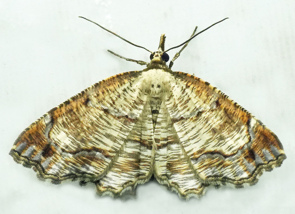 Neazata fragilis Valle del Cauca Neazata fragilis